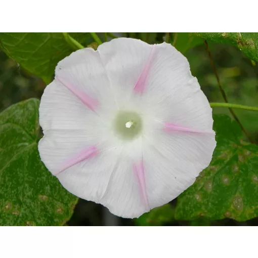 Ipomoea purpurea Shiva Rose Star - Hajnalka (mag)