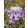 Collinsia heterophylla - Kínai házikóvirág (mag)