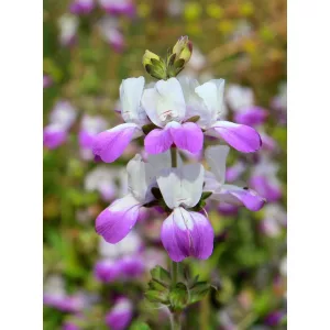 Collinsia heterophylla - Kínai házikóvirág (mag)