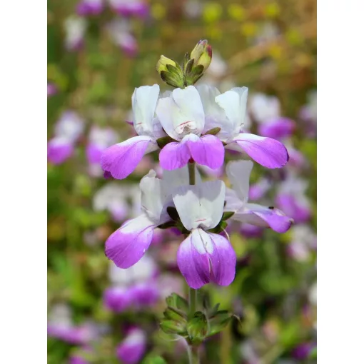Collinsia heterophylla - Kínai házikóvirág (mag)