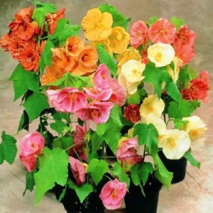Abutilon hybridum Mix - Selyemmályva (mag)