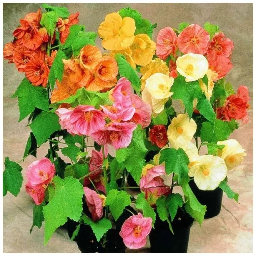 Abutilon hybridum Mix - Selyemmályva (mag)