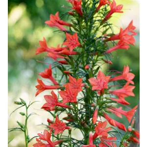 Ipomopsis rubra - Skarlát állóciprus (mag)