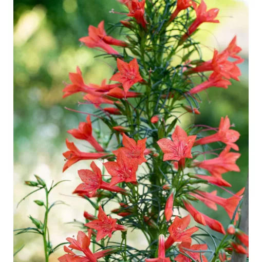 Ipomopsis rubra - Skarlát állóciprus (mag)