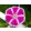 Ipomoea nil Rosita - Japán hajnalka (mag)