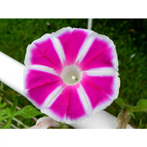 Ipomoea nil Rosita - Japán hajnalka (mag)