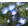 Nemophila maculata Baby Blue Eyes - Ötpettyes virág (mag)