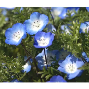 Nemophila maculata Baby Blue Eyes - Ötpettyes virág (mag)