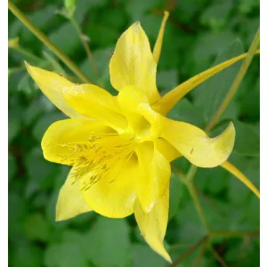 Aquilegia chrysantha - Harangláb mag
