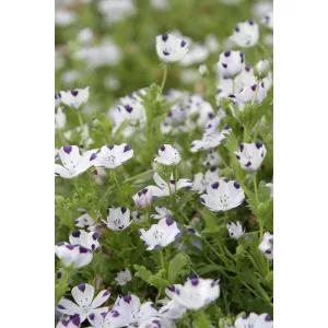Nemophila maculata Five Spot - Ötpettyes virág (mag)
