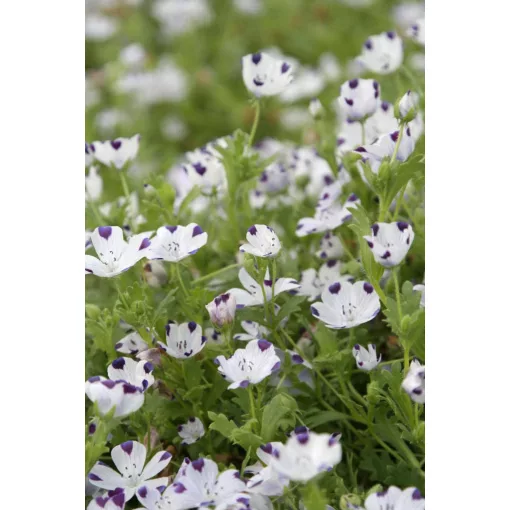 Nemophila maculata Five Spot - Ötpettyes virág (mag)