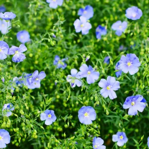 Linum perenne - Évelő len (mag)