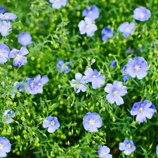 Linum perenne - Évelő len (mag)