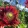 Papaver paeoniflorum Drama Queen - Díszmák (mag)