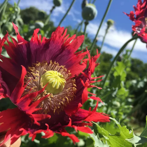 Papaver paeoniflorum Drama Queen - Díszmák (mag)