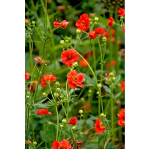 Geum chiloense Mrs. J. Bradshaw - Gyömbérgyökér (mag)