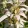 Monarda punctata - Méhbalzsam (mag)