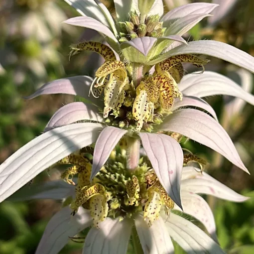 Monarda punctata - Méhbalzsam (mag)