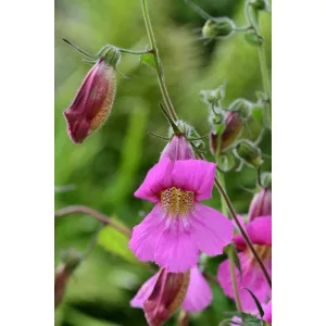 Rehmannia angulata - Kínai gyűszűvirág (mag)