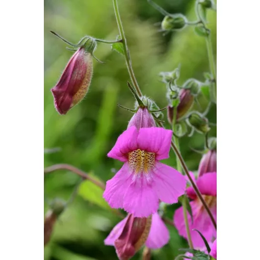 Rehmannia angulata - Kínai gyűszűvirág (mag)