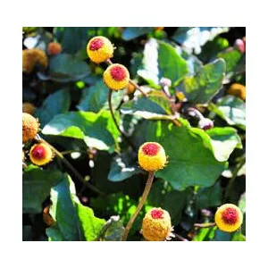 Spilanthes acmella Bulls Eye - Iskolavirág (mag)