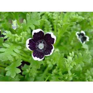 Nemophila maculata Penny Black - Ötpettyes virág (mag)