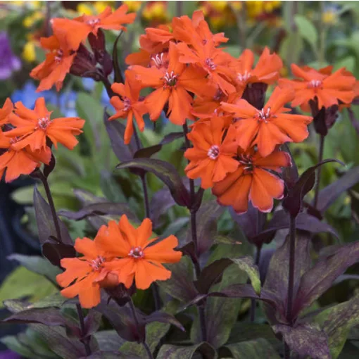 Lychnis arkwrightii Vesuvius - Égővörös kakukkszegfű (mag)
