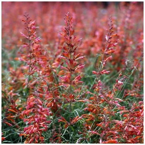 Agastache rupestris Apache Sunset - Izsópfű (mag)