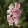 Antirrhinum majus Sweet Duet Appleblossom - Oroszlánszáj (mag)