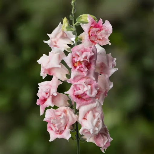 Antirrhinum majus Sweet Duet Appleblossom - Oroszlánszáj (mag)