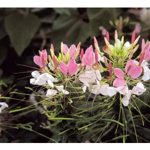 Cleome hassleriana Rose Queen - Kleopátra tűje (mag)