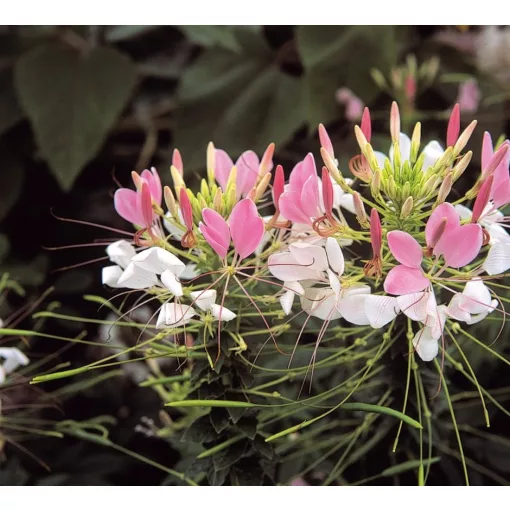 Cleome hassleriana Rose Queen - Kleopátra tűje (mag)