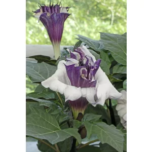 Datura metel Ballerina Purple - Egynyári datura (mag)