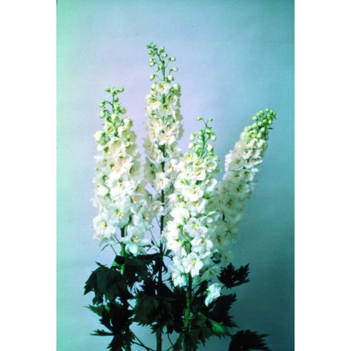 Delphinium elatum Magic Fountains Pure White - Évelő szarkaláb (mag)