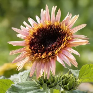 Helianthus annuus Astra Rose - Napraforgó (mag)