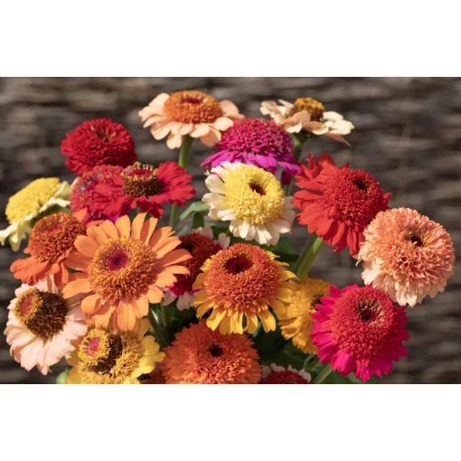 Zinnia elegans Crestar Fieldgrown Mix - Rézvirág (mag)
