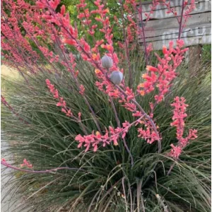 Hesperaloe parviflora - Piros  virágú yucca (mag)