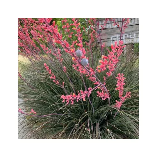 Hesperaloe parviflora - Piros  virágú yucca (mag)