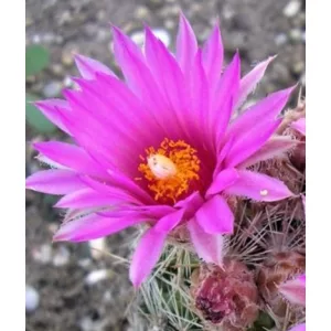   Escobaria vivipara var. rosea DJF 1366 - Télálló kaktusz (mag)