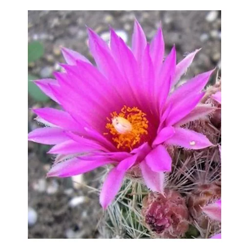 Escobaria vivipara var. rosea DJF 1366 - Télálló kaktusz (mag)