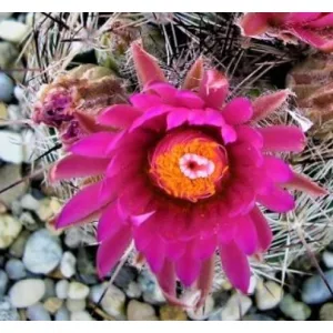   Escobaria vivipara v. rosea SB 1757 - Télálló kaktusz (mag)