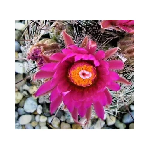 Escobaria vivipara v. rosea SB 1757 - Télálló kaktusz (mag)