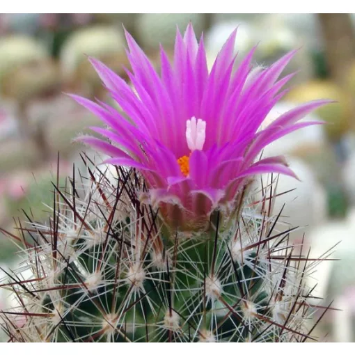 Escobaria vivipara v. arizonica DJF 804 - Télálló kaktusz (mag)