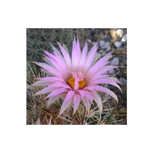 Escobaria vivipara DJF 802.42 - Télálló kaktusz (mag)