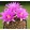 Mammillaria wrightii SB 94 - Télálló kaktusz (mag)
