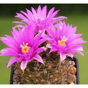 Mammillaria wrightii SB 94 - Télálló kaktusz (mag)