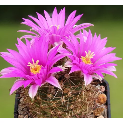 Mammillaria wrightii SB 94 - Télálló kaktusz (mag)