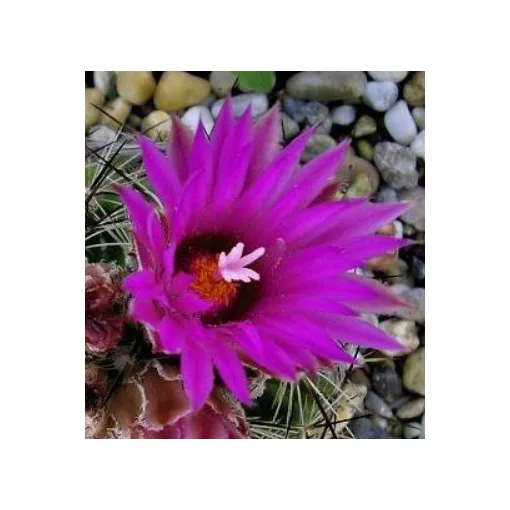 Escobaria vivipara v.  arizonica, DJF737.42 - Télálló kaktusz (mag)