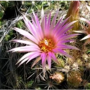 Escobaria vivipara MG410.15 - Télálló kaktusz (mag)