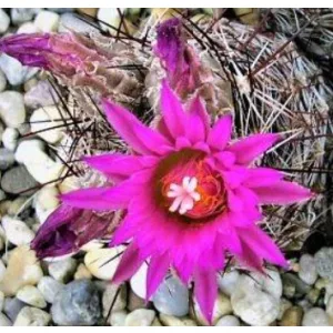 Escobaria viviapara v. borealis - Télálló kaktusz (mag)